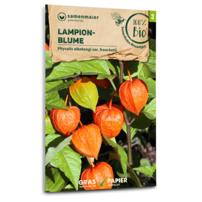 samen-maier-bio-lampionblume-staudensamen-60-100-cm image 3