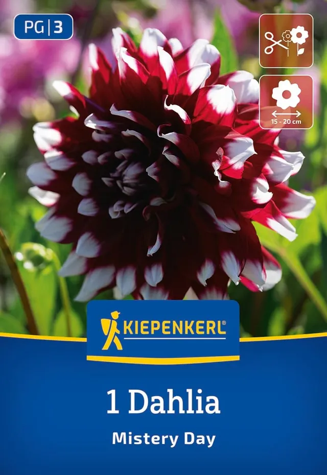 kiepenkerl-dekorative-dahlie-mystery-day-blumenzwiebeln image 1