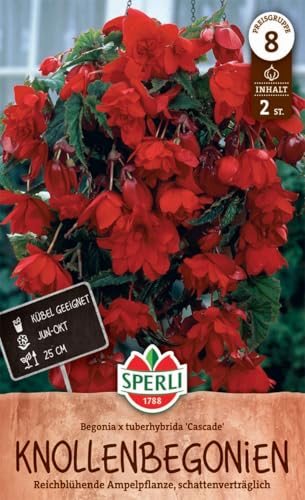sperli-knollenbegonie-cascade-rot-260328-blumenzwiebeln image 3