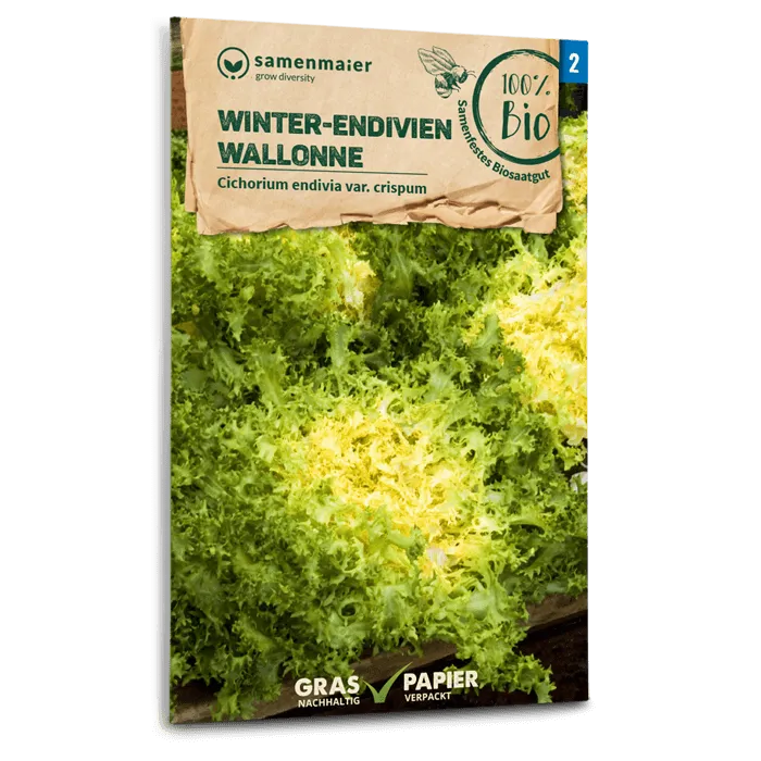 samen-maier-bio-winter-endivien-wallonne-salat-saatgut image 1