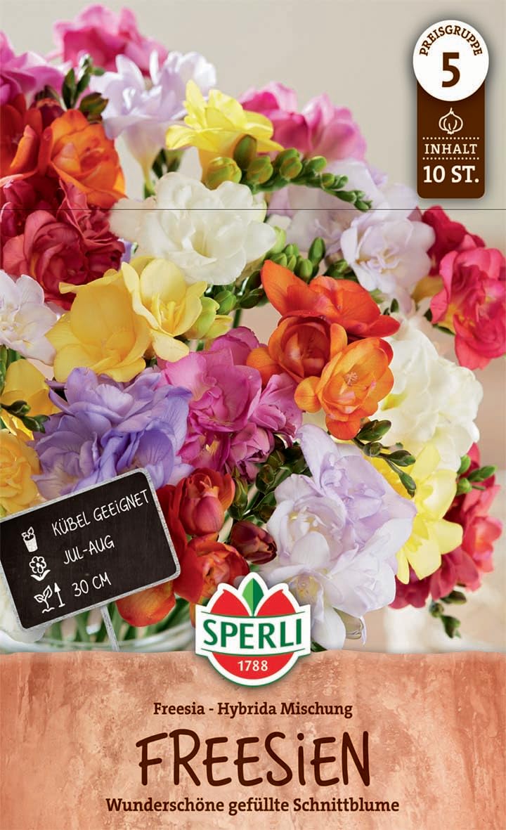 sperli-freesie-gef-llter-mix-262193-blumenzwiebeln-duftende-schnittblume-ca-30-c image 1