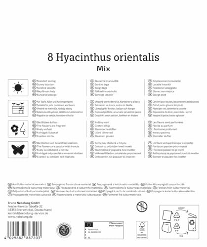kiepenkerl-mega-pack-hyazinthen-mischung-blumenzwiebeln-duftend-20-cm image 7