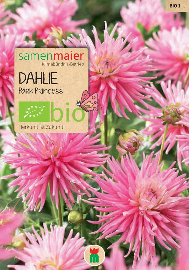 samen-maier-bio-dahlie-park-princess-blumenzwiebel image 1