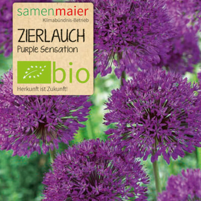 samen-maier-bio-zierlauch-purple-sensation-blumenzwiebeln image 2
