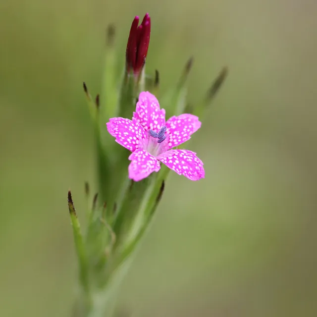 samen-maier-bio-b-schel-nelke-dianthus-armeria-im-topf image 1