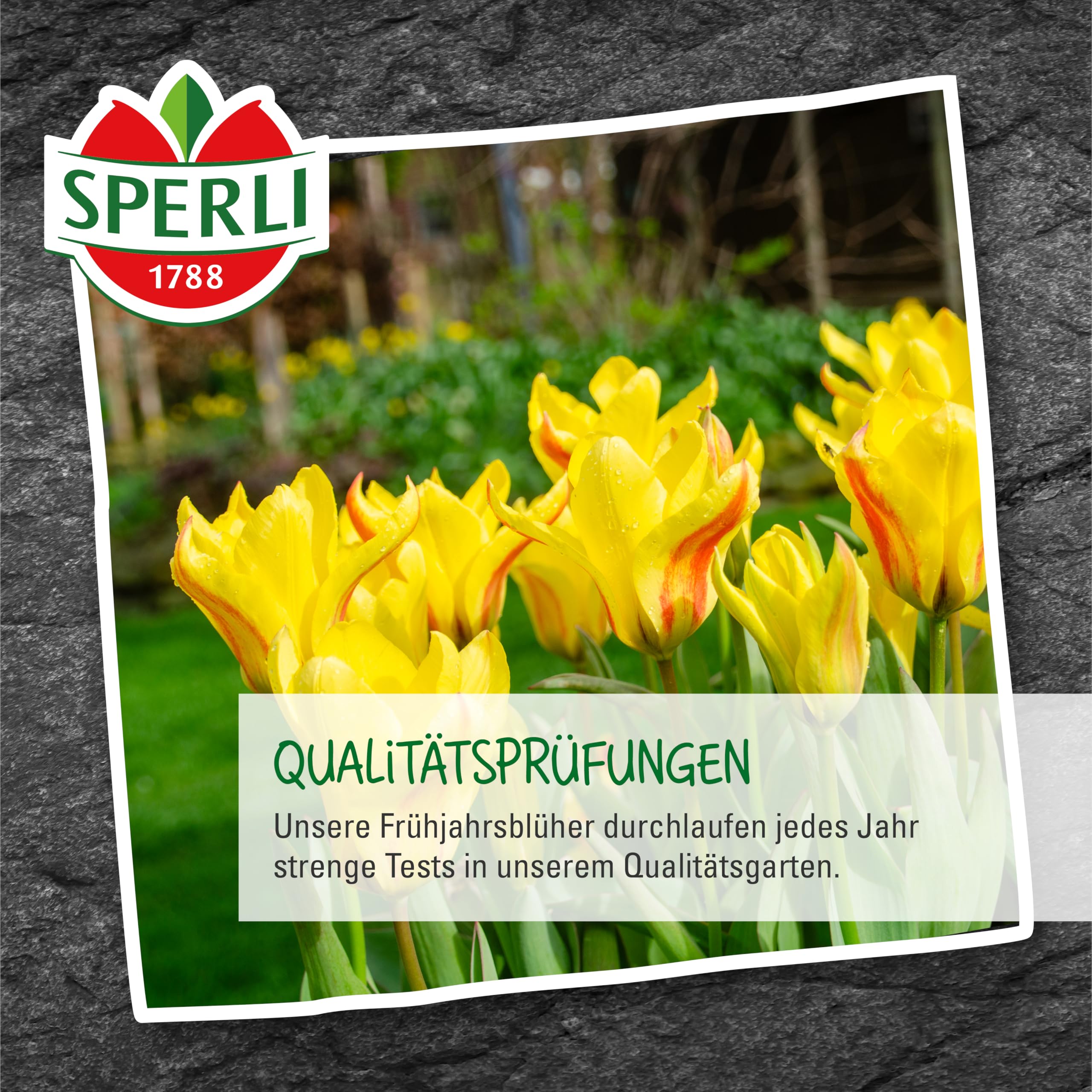 sperli-wildtulpe-unicum-blumenzwiebeln-rot-wei-mehrbl-tig-20-cm-april image 6