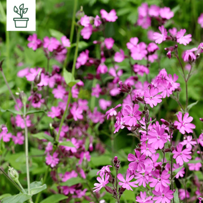 samen-maier-bio-rote-lichtnelke-silene-dioica-topfpflanze image 3