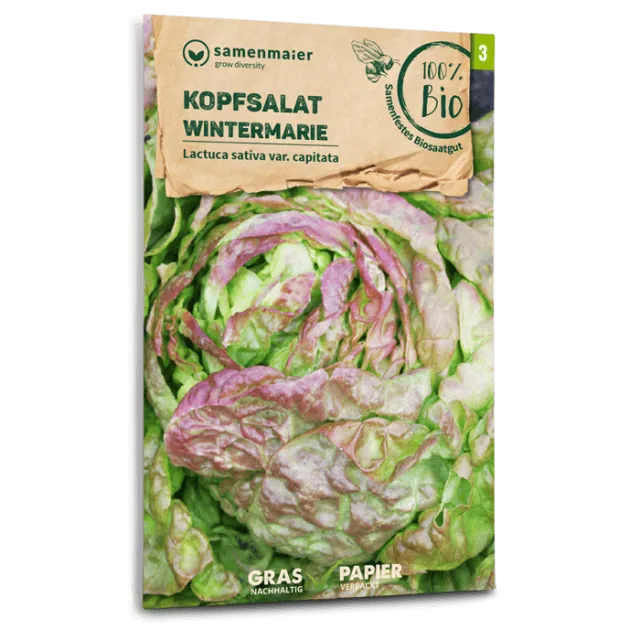 samen-maier-bio-kopfsalat-wintermarie-berwinterungssalat-saatgut image 1