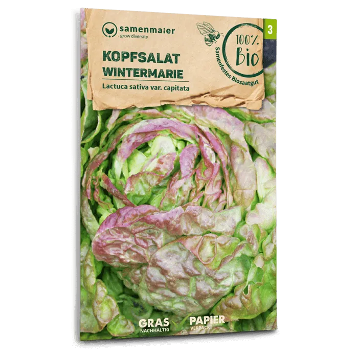 samen-maier-bio-kopfsalat-wintermarie-berwinterungssalat-saatgut image 1