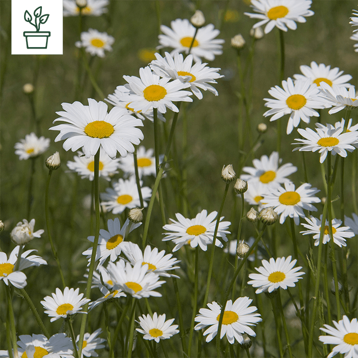 samen-maier-bio-kleine-margerite-leucanthemum-vulgare-im-topf image 1