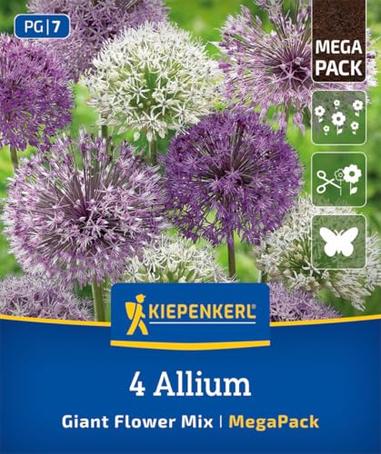 kiepenkerl-mega-pack-zierlauch-allium-mischung-blumenzwiebeln-4-sorten-winterhar image 6