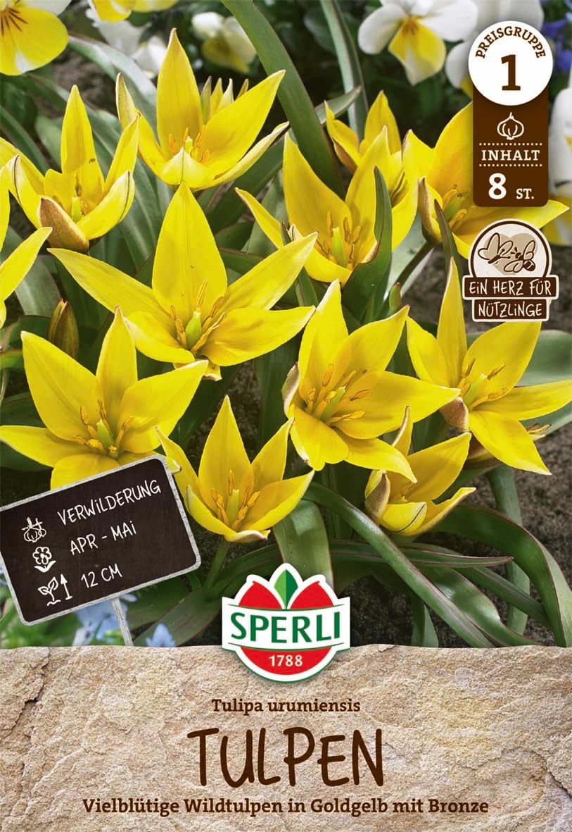 sperli-wildtulpe-urumiensis-455991-botanische-zwergtulpe-gelb-bronze-12-cm image 1