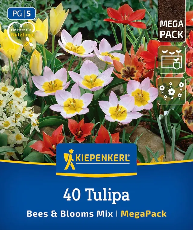 kiepenkerl-mega-pack-bees-blooms-mix-2875031-wildtulpen-20-cm image 1