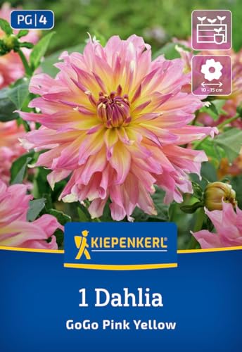 kiepenkerl-beet-k-bel-dahlie-go-go-pink-yellow-blumenzwiebeln-12-cm-bl-te image 7