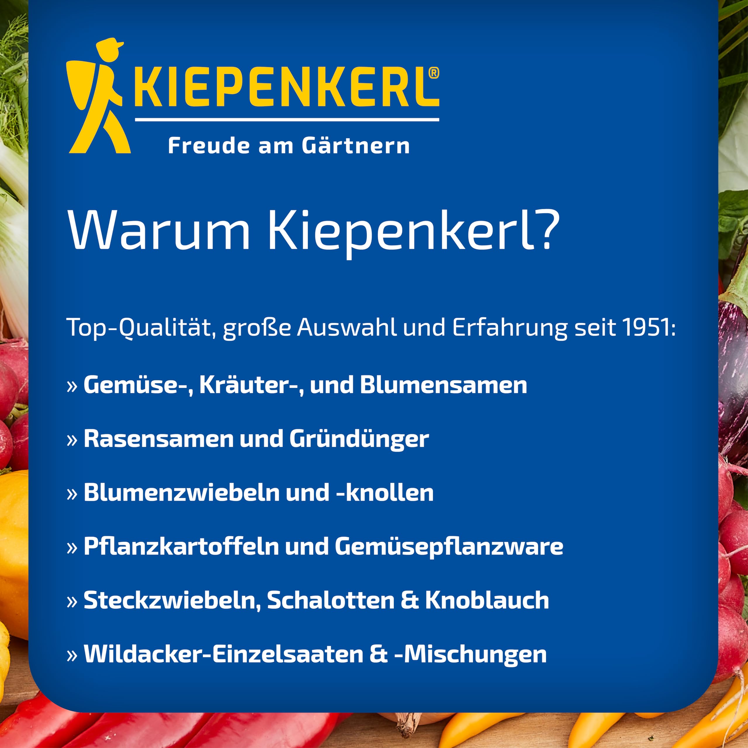 kiepenkerl-elefantenknoblauch-steckzwiebeln-allium-ampeloprasum-f-r-3-pflanzen image 4