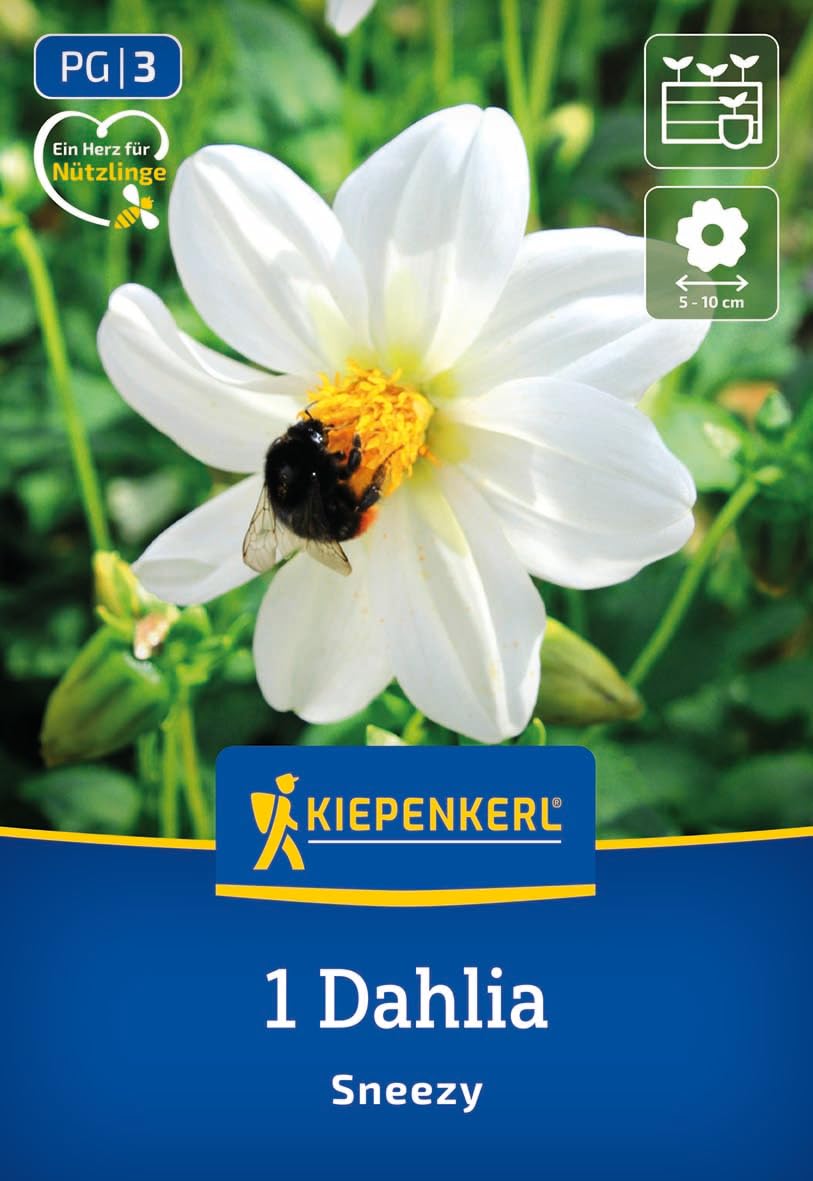 kiepenkerl-dahlie-sneezy-blumenzwiebeln-einfachbl-hend-wei image 1