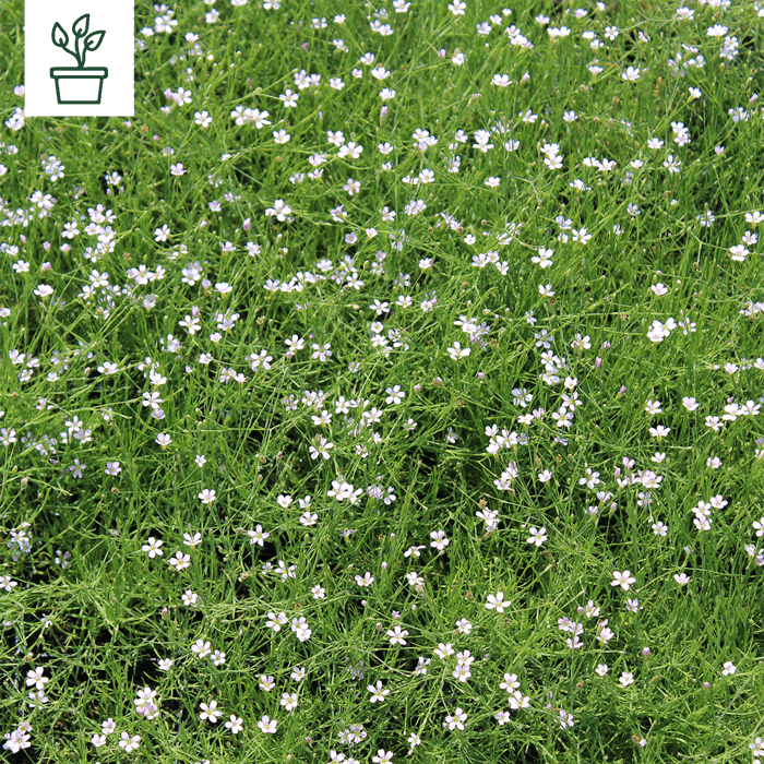 samen-maier-bio-felsennelke-petrorhagia-saxifraga-topf image 1