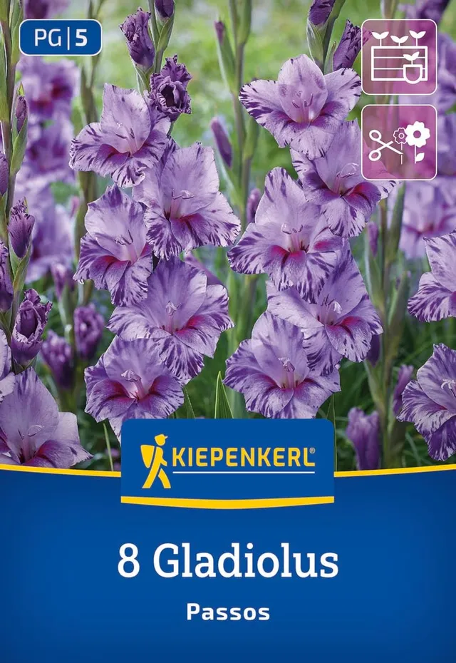 kiepenkerl-kleinblumige-gladiole-passos-blumenzwiebeln-lila-purpur image 1