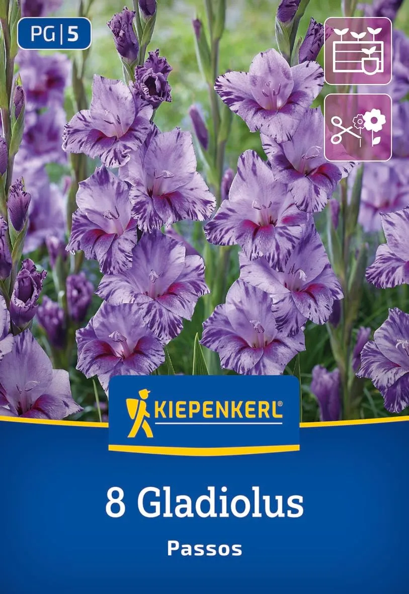 kiepenkerl-kleinblumige-gladiole-passos-blumenzwiebeln-lila-purpur image 1
