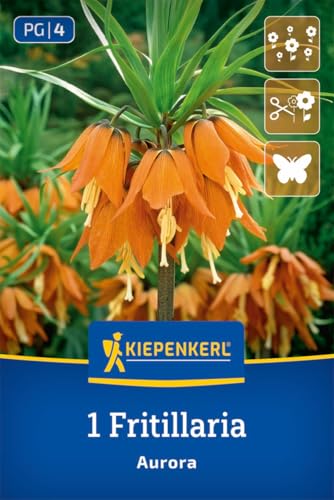 kiepenkerl-kaiserkrone-aurora-blumenzwiebeln-orange-80-cm-april-mai-bl-te-mehrj- image 8