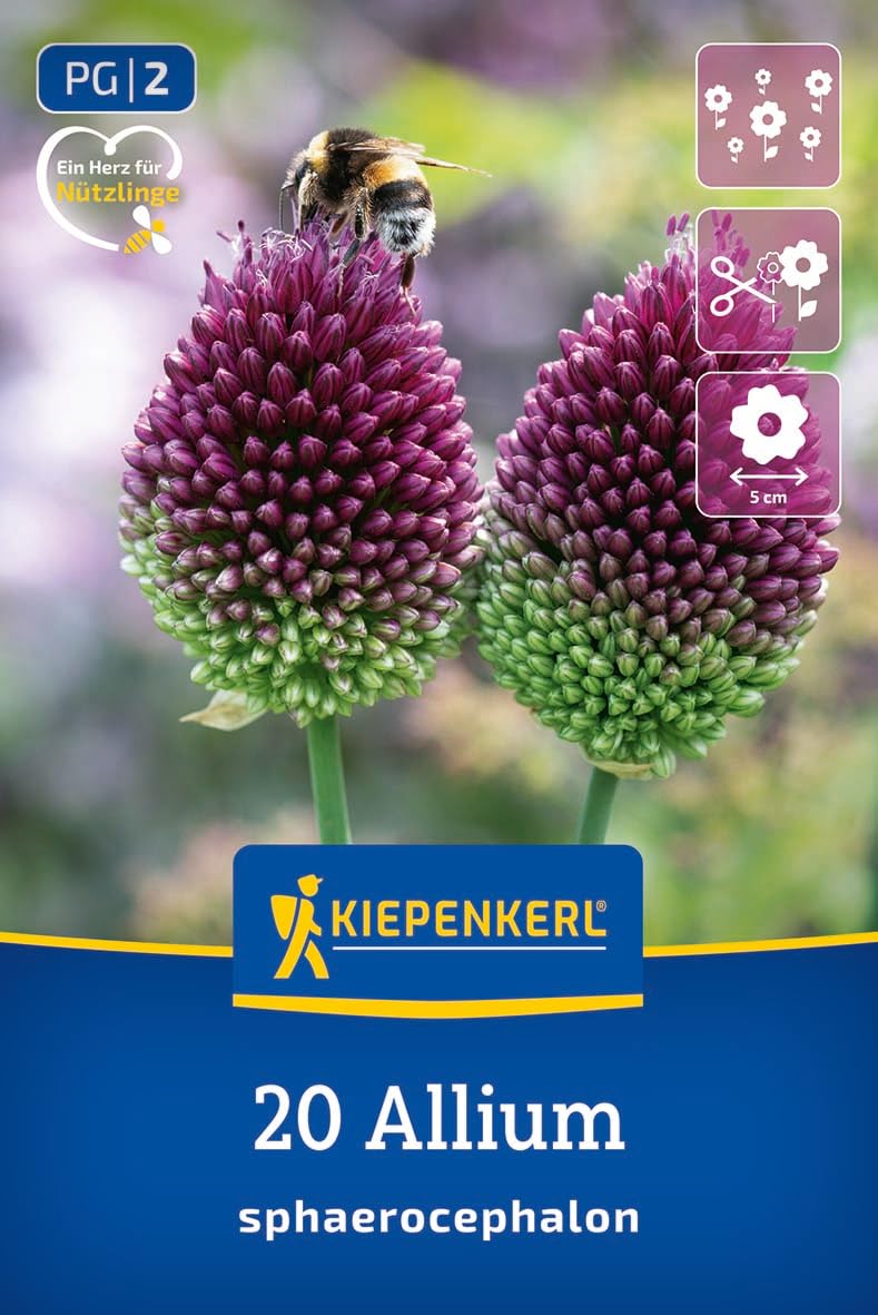 kiepenkerl-zierlauch-allium-sphaerocephalon-blumenzwiebeln-dunkelviolett-60-cm-w image 1
