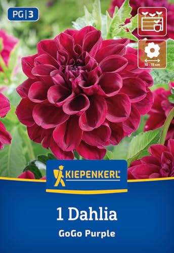 kiepenkerl-beet-k-bel-dahlie-go-go-purple-3000023-blumenzwiebeln-purpurrot-50-60 image 7