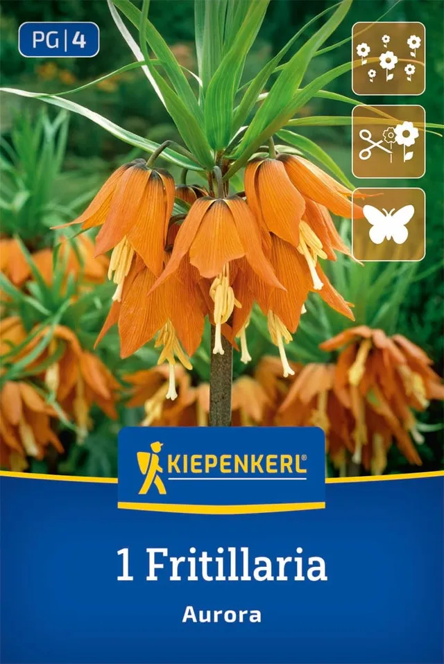 kiepenkerl-kaiserkrone-aurora-blumenzwiebeln-orange-80-cm-april-mai-bl-te-mehrj- image 1