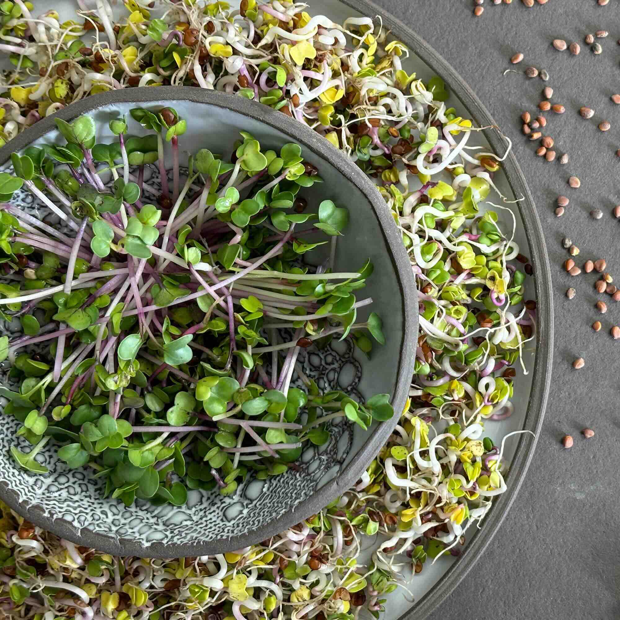 samen-maier-bio-sprossen-radieschen-microgreens-saatgut image 3