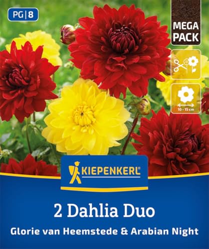 kiepenkerl-dahlien-duo-glory-of-heemstede-arabian-night-blumenzwiebeln image 7