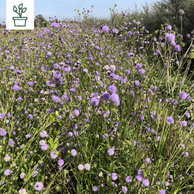 samen-maier-bio-s-dliche-skabiose-scabiosa-triandra-wildblume-im-topf image 2