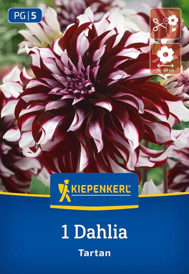 kiepenkerl-dekorative-dahlie-tartan-3000028-blumenzwiebeln-dunkelrot-wei-100-cm image 1
