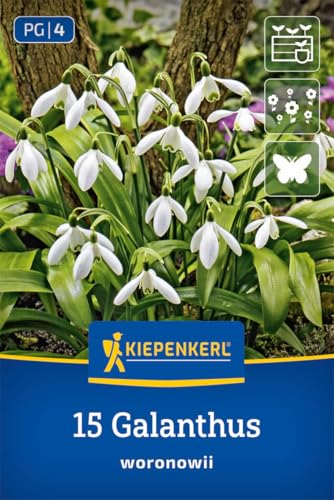 kiepenkerl-schneegl-ckchen-2775016-blumenzwiebeln-20er-pack image 8