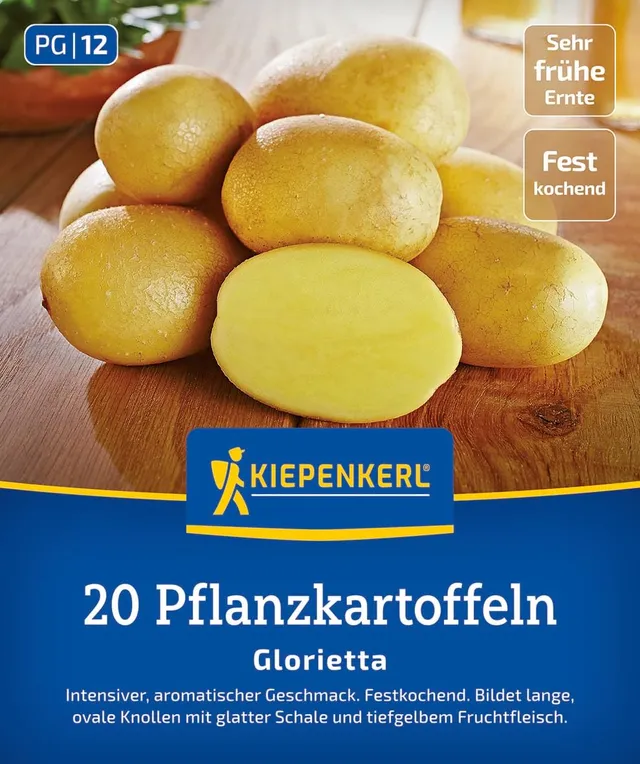 kiepenkerl-pflanzkartoffel-glorietta-20-st-ck-festkochend-sehr-fr-h image 1