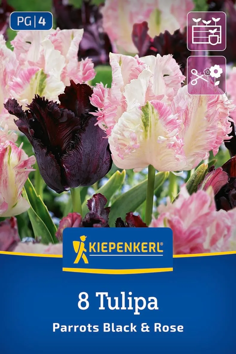 kiepenkerl-papageien-tulpenmischung-parrots-black-and-rose-blumenzwiebeln image 1