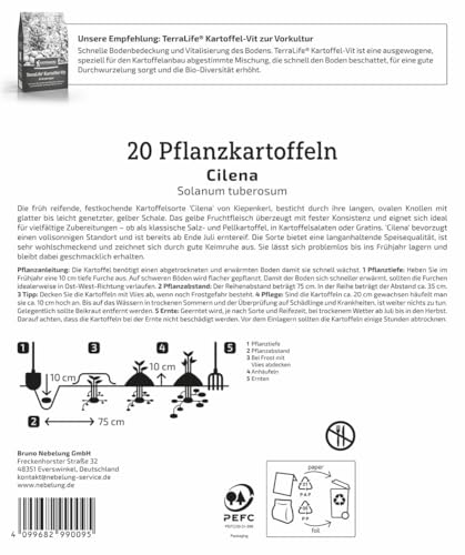 kiepenkerl-pflanzkartoffel-cilena-mittelfr-h-lagerf-hig image 2