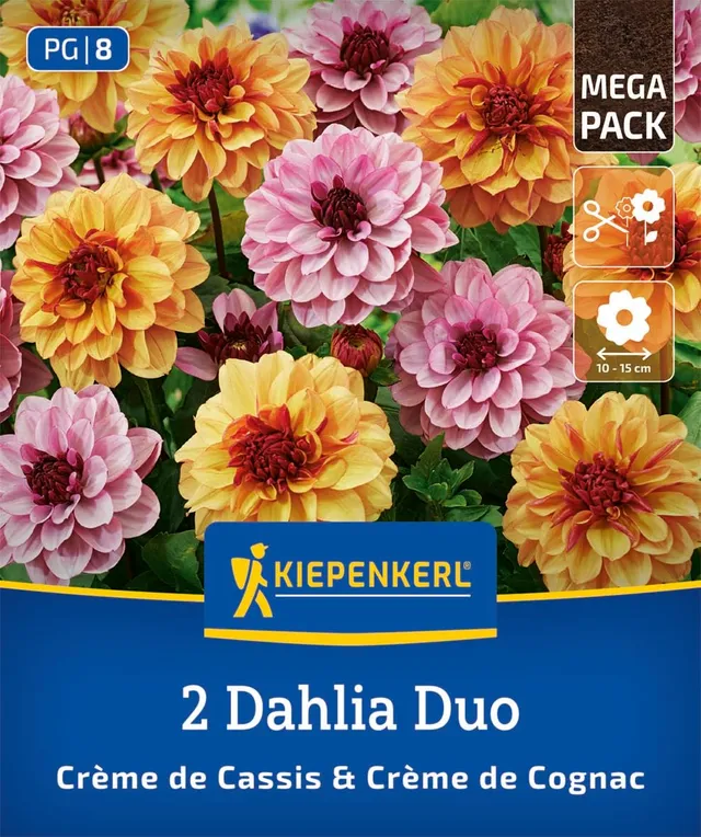 kiepenkerl-dahlien-duo-cr-me-de-cassis-cognac-3825013-blumenzwiebeln image 1