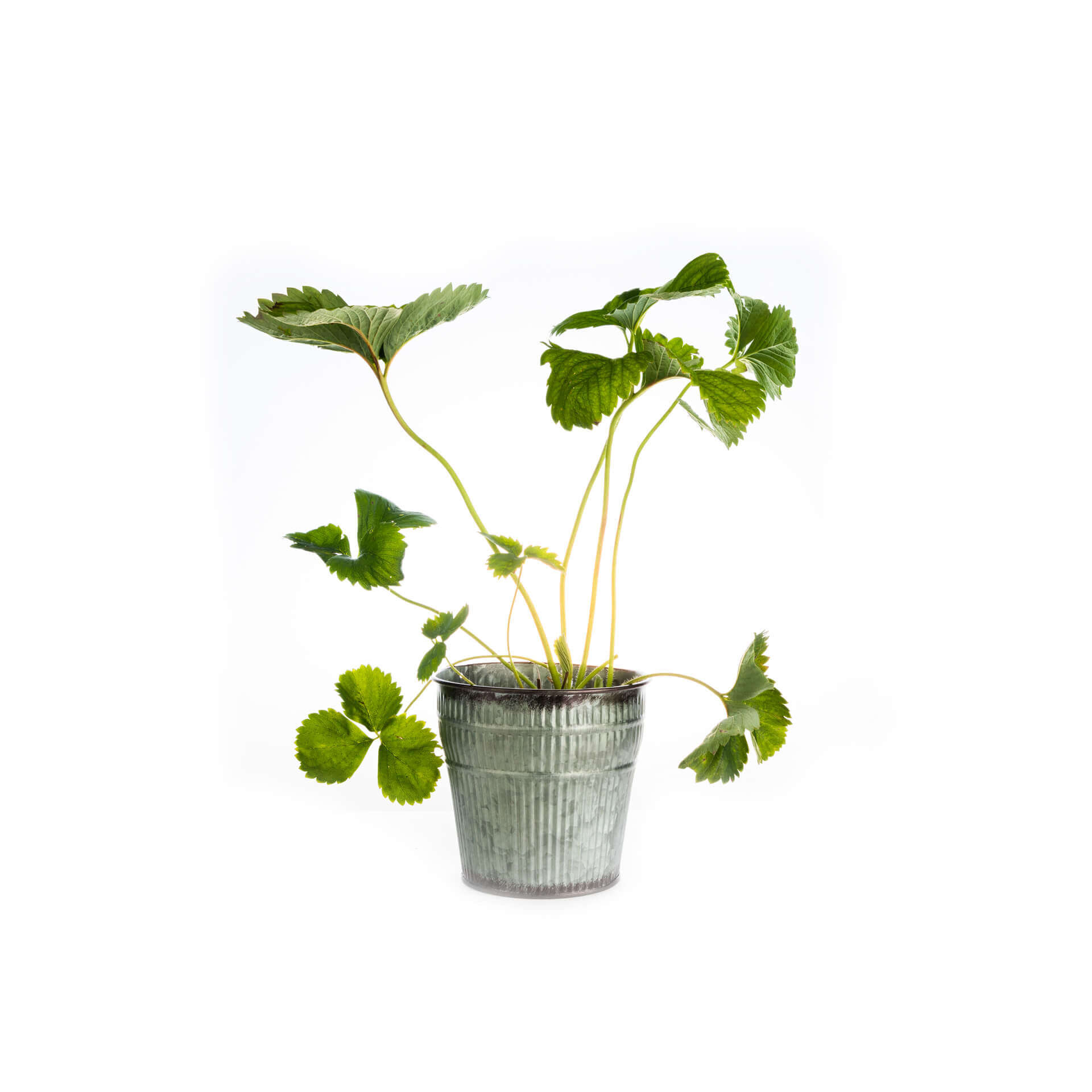 samen-maier-bio-erdbeere-sonata-jungpflanzen-saatgut image 2
