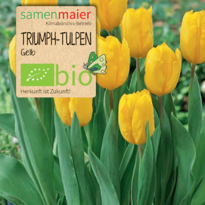 samen-maier-bio-triumph-tulpen-gelb-blumenzwiebeln image 2