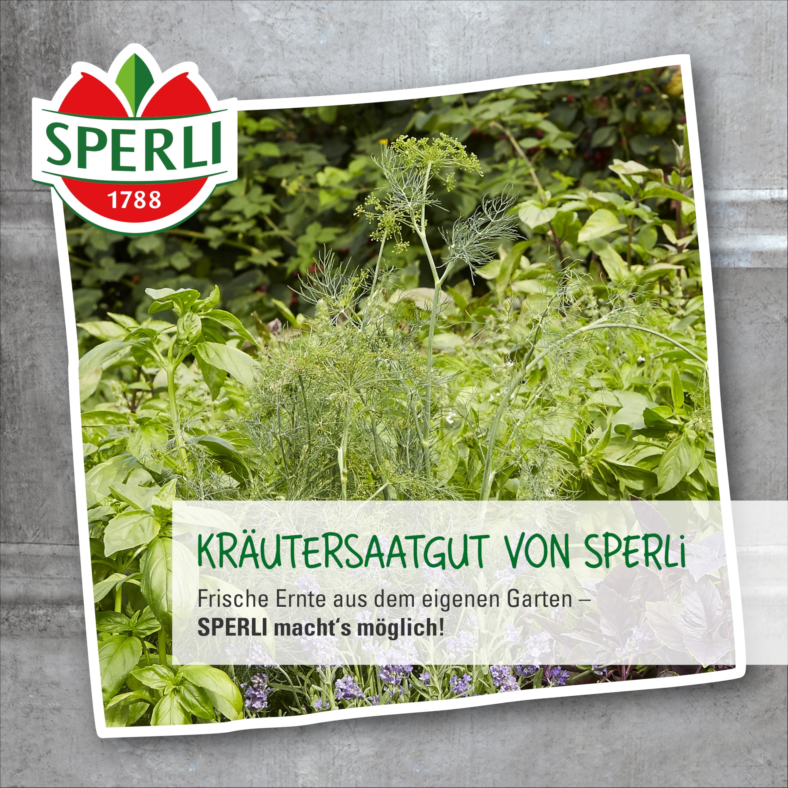 sperli-brunnenkressesamen-sperli-s-froschk-nig-kr-utersaat image 3