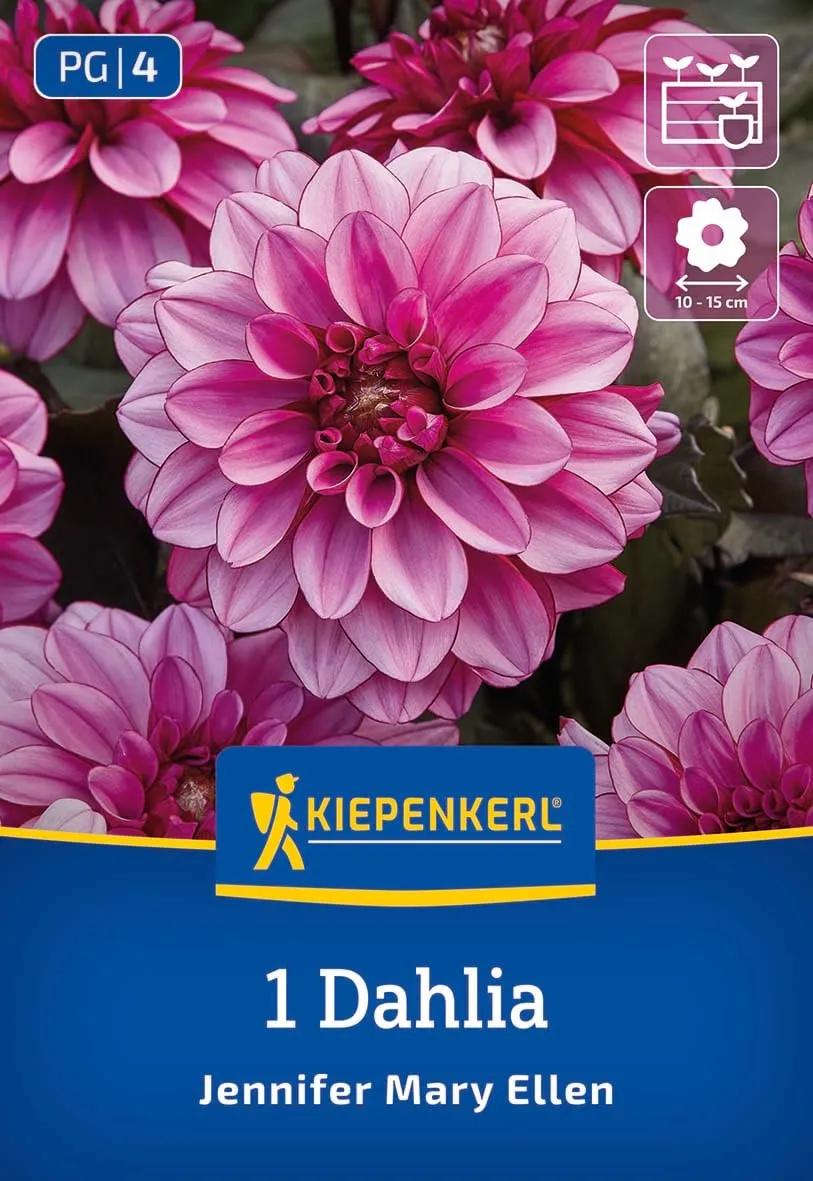 kiepenkerl-dekorative-dahlie-jennifer-mary-ellen-beetdahlie image 1