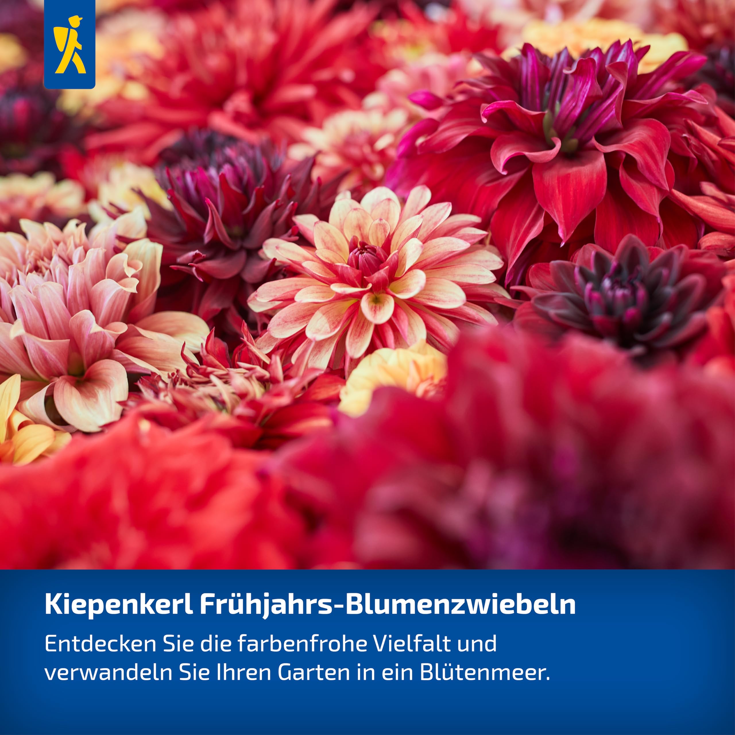kiepenkerl-asiatische-lilie-red-county-blumenzwiebeln-rot-110-cm image 3