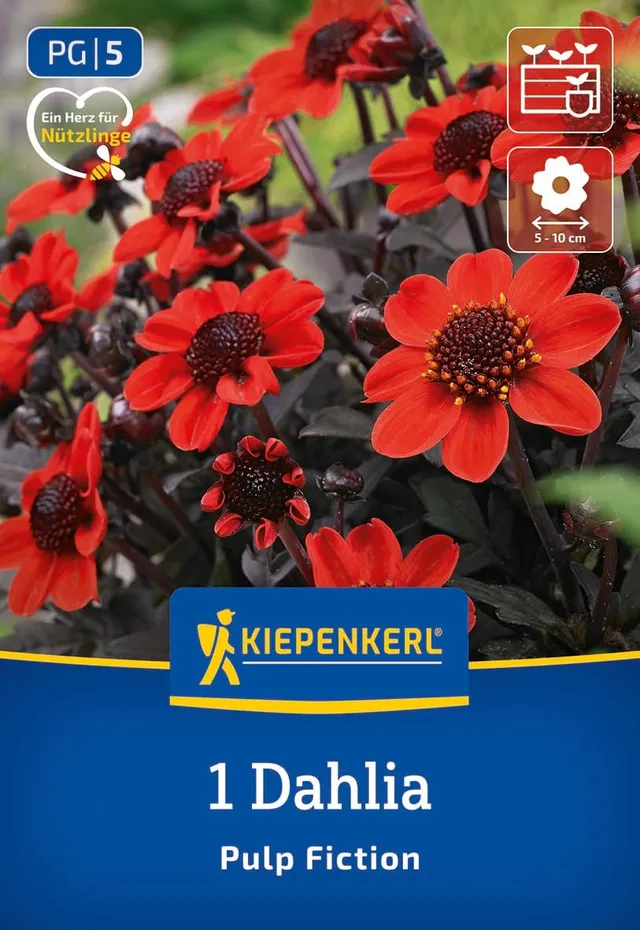 kiepenkerl-beet-k-bel-dahlie-pulp-fiction-knolle-orangerot-dunkellaubig-30-cm image 1