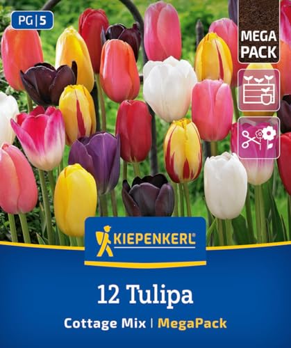 kiepenkerl-mega-pack-tulpenmischung-cottage-garden-blumenzwiebeln-17-st-ck-60-cm image 8