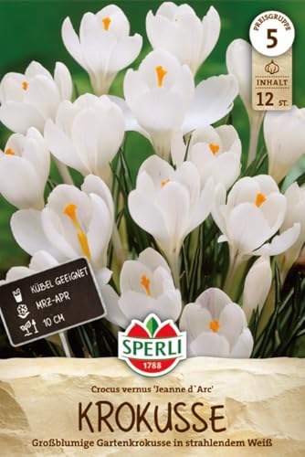 sperli-gartenkrokus-jeanne-d-arc-blumenzwiebeln-wei-gro-blumig-10-cm-m-rz-april image 7