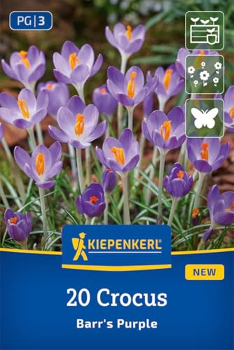 kiepenkerl-botanischer-krokus-barr-s-purple-blumenzwiebeln-purpurviolett image 6