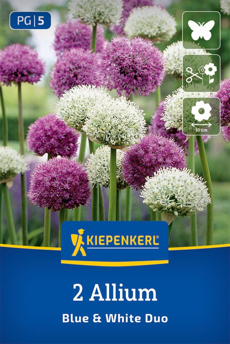 kiepenkerl-zierlauch-blue-white-duo-blumenzwiebeln-violett-wei-100-cm-winterhart image 1