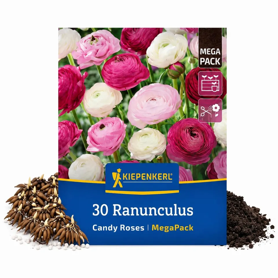 kiepenkerl-ranunkeln-candy-roses-mega-pack-30-gef-llte-knollen image 1