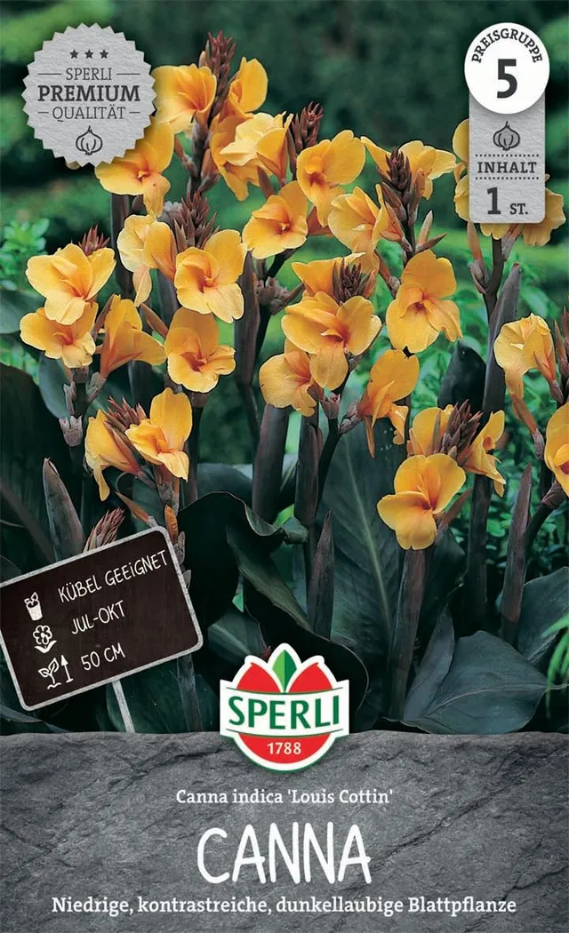sperli-blumenrohr-louis-cottin-niedrige-canna-dunkellaubig-apricot image 1