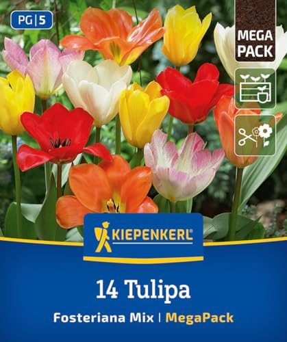 kiepenkerl-mega-pack-fosteriana-tulpen-mischung-2875015-blumenzwiebeln image 8