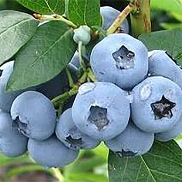 samen-maier-bio-heidelbeere-bluecrop-obstpflanze-gro-e-fr-chte image 1